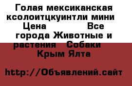 Голая мексиканская ксолоитцкуинтли мини › Цена ­ 20 000 - Все города Животные и растения » Собаки   . Крым,Ялта